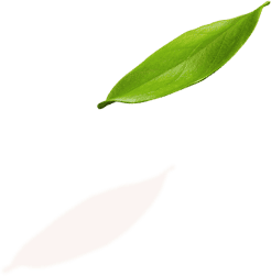 shape